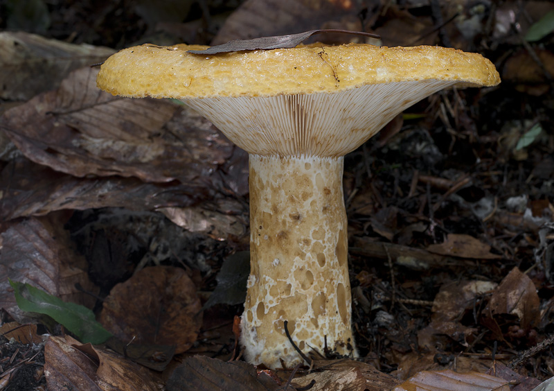 Lactarius scrobiculatus